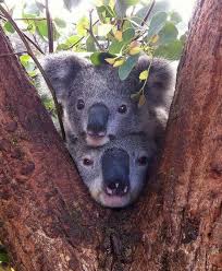 Funny Wildlife Cute Koala Duo In Tree Cute Animals Animals Animals Beautiful