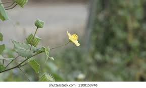 Image result for Abutilon sonneratianum