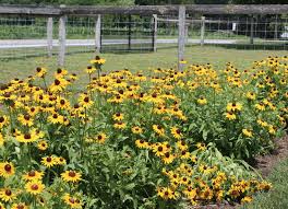You can load the map to see all places where to pick flowers near austin, tx for a better overview and navigation. Pick Your Own Cut Your Own Flowers In Lancaster County Pareal Lancaster County