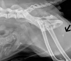 Bladder stones in dogs are a common condition encountered by many pet owners. Bladder Stones In Dogs