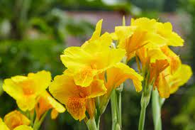 Keeping Canna Lilies Over Winter