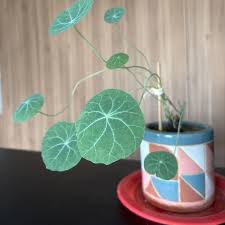 Image result for Stephania abyssinica