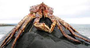 Our giant alaskan king crab legs are sold frozen. King Crab Alaskan Cold Water Giants Animal Pictures And Facts Factzoo Com