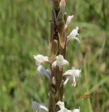 Image result for Chascanum hederaceum