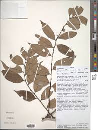 Image result for Diospyros gabunensis