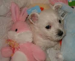 Westie puppies for adoption in ohio. Akc West Highland Terrier Puppies Westie For Sale In Vermilion Ohio Classified Americanlisted Com