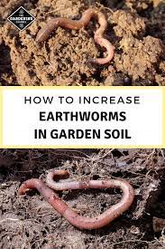 How To Increase The Number Of Earthworms In Your Garden Soil Earthworms Garden Soil Organic Vegetable Garden