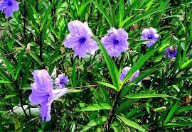 Ruellia Brittoniana Plantas Jardin Tipos De Suelo Plantas