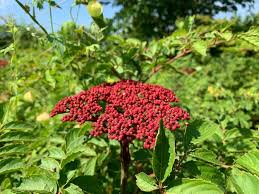 Image result for Leea