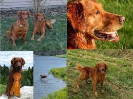 Akc registered beautiful (red) male golden retriever puppies are here! Tana Copper Pedigree Snowy Ridge Golden Retriever Michigan Puppies Breeder