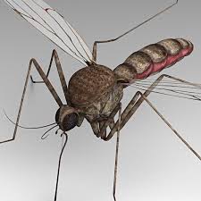 Mosquito 3d Model 3d Model Model Mosquito