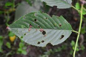 Cherry leaf spot treatment once you have cherry leaves with spots, the best control is to set up preventive measures for the next season. Cherry Shot Hole Disease University Of Maryland Extension