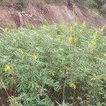 Image result for Crotalaria polytricha