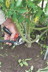 How do you prune eggplant? To Prune Or Not To Prune Organic Gardener Magazine Australia