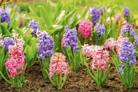 Nach dem kalender beginnt sie mitte märz und endet anfang mai. Fruhlingsblumen Die Schonsten Blumen Im Fruhling Plantura