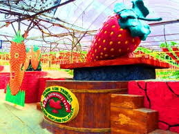 Semakin tinggi ke atas, harganya pun semakin murah. 10 Ladang Strawberry Cameron Highland Terbaik Di Brinchang Tanah Rata