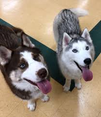 Searching for puppies for sale near you? How Waterville S Animal Shelter Rescued Itself From Fights Over Dangerous Dogs And A Cash Crisis