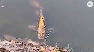 Fish With Human Like Face Spotted Swimming In Lake