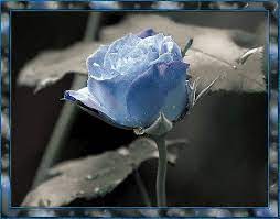 Pin Di Rafi Rafi Su Flowers Fiori Immagini Luna Gif Animate