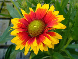 Maybe you would like to learn more about one of these? Royalty Free Yellow Flowering Perennials Photos Free Download Pxfuel