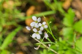 We create fresh and distinctive. 2 166 Forest Flowers California Photos Free Royalty Free Stock Photos From Dreamstime