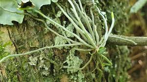 Image result for Eulophia hirschbergii