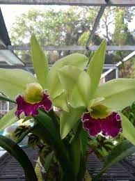 Cattleya My Sweet Smelling Baby Spring Bloomer Orchids Cattleya Pretty Flowers