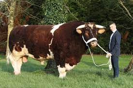 Voici les 20 pays en tête du classement en vigueur en 2020. Le Taureau Le Plus Lourd Du Monde S Appelle Fetard Meat Me