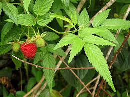 Image result for Rubus rosifolius