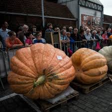 Research points to the role of unique proteins in pumpkin seeds as the source of many antimicrobial benefits. Big Max Pumpkin Heirloom Seeds Ø§Ù„Ø³Ø¹Ø± 2 45