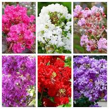 Check spelling or type a new query. 50 Mixed Crepe Myrtle Lagerstroemia Tree Shrub Crape 6 Color Etsy In 2021 Myrtle Tree Crepe Myrtle Trees Crape Myrtle