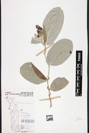 Image result for Pseudoeriosema