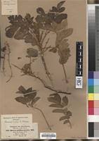 Image result for Brucea antidysenterica