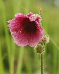 Image result for Hibiscus diversifolius