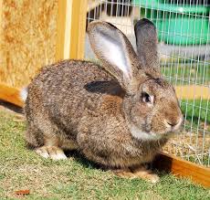 On the other hand, the bucks average 13 pounds in weight. Flemish Giant Rabbit All Breed Information