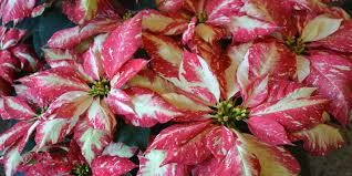 Flowers by pat greenville sc. Poinsettia How Wild Shrub Became Potted Plant Shorthand For Holidays