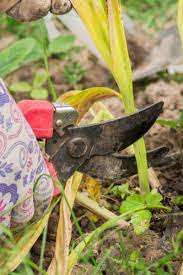 The brighter the area, the more likely they are to produce flowers. What To Do With Tulips After They Bloom In The Spring