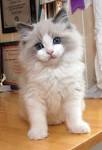 Ragdolls for Sale | Cats on Oodle Classifieds