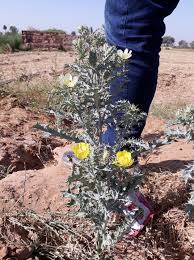 Image result for Argemone ochroleuca