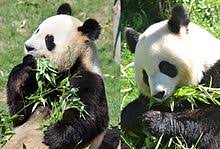 It can also be reached by car in one hour from nearby tours via routes a85, d976, and d675. Zooparc De Beauval Wikipedia