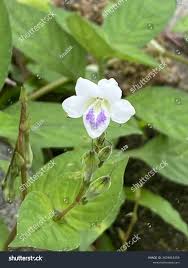 Image result for Asystasia intrusa