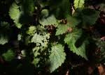 Image result for Plectranthus swynnertonii