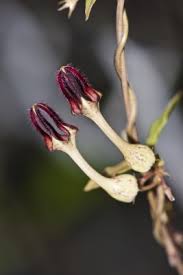 Image result for Ceropegia breviflora