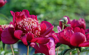 Attraktive wohnhäuser zum kauf für jedes budget, auch von privat! Paeonia Lactiflora Sword Dance Edel Pfingstrose