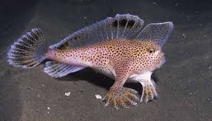 Animals Photos Magazine Spotted Handfish Beautiful Sea Creatures Deep Sea Creatures Fish