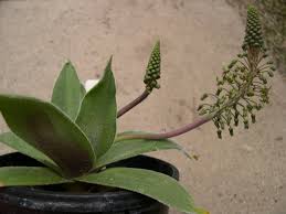Image result for Ledebouria luteola