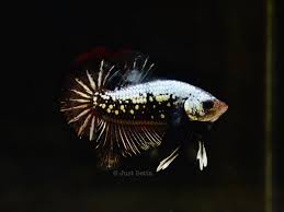 I followed the instructions, and today my fish seems very lethargic. Facebook