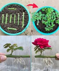 Image result for cuttings of roses