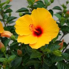 Image result for Hibiscus schinzii