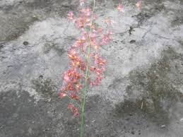 Image result for Melinis longiseta